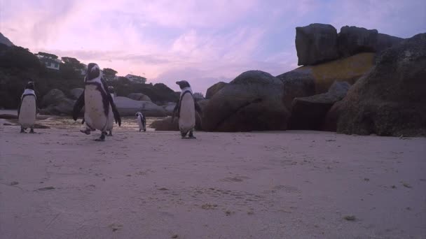 Bajo Ángulo Pingüinos Africanos Caminando Hasta Inspeccionar Cámara Sudáfrica — Vídeos de Stock