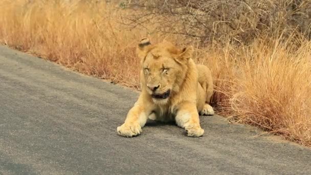 Amplio Tiro Joven León Macho Tendido Carretera Alquitrán Parque Nacional — Vídeos de Stock