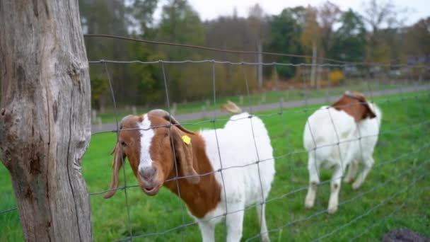Goat Pasture Peeking Wire Fence Gros Plan Poupée — Video