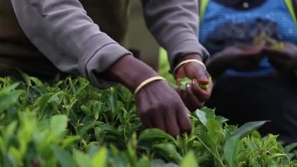Statisk Utsikt Över Trädgårdsarbetare Plocka Blad Från Kadugannawa Tea Factory — Stockvideo
