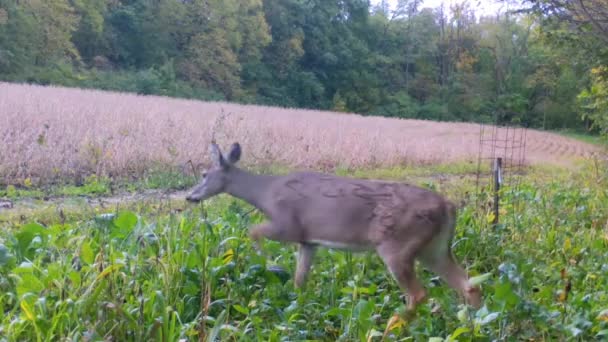 Vrouwelijke Whitetail Deer Voorzichtig Wandelen Door Een Radijs Voederperceel Richting — Stockvideo