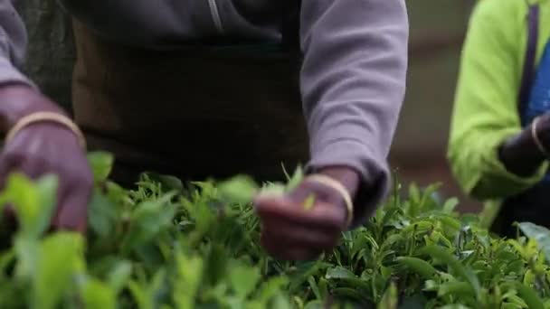 2014年12月 スリランカの山間部にある角川製茶工場で働く女性の茶畑労働者の手を間近に見る — ストック動画