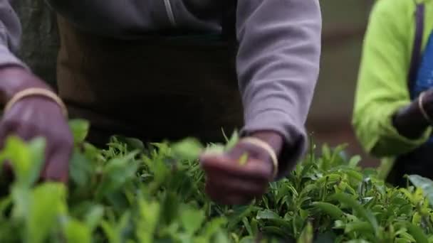 Vista Vicino Delle Mani Una Lavoratrice Del Giardino Del Impegnata — Video Stock