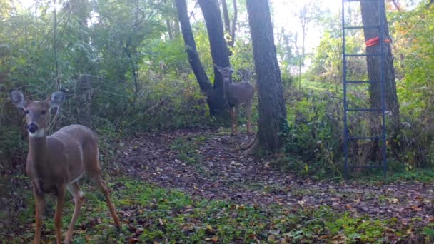 Two Yearling Whitetail Deer Cautiously Walking Game Trail Woods Deer — Stock Video