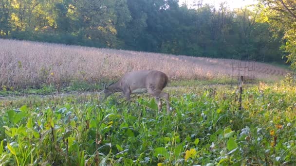 Young Doe Whitetail Deer Cautiously Grazing Walking Thru Radish Feed — Stock Video