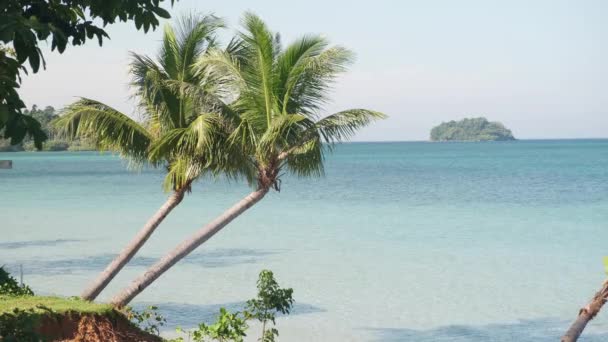 Colpo Statico Due Palme Con Oceano Tropicale Blu Isole Lontananza — Video Stock