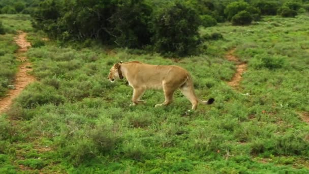 Leão Deitado Leoa Andando Acasalando Casal Animais Felinos Mantidos Cativeiro — Vídeo de Stock