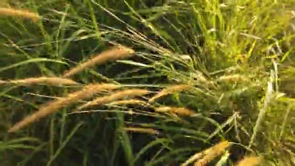 Top Shot Grass Wind — Stock Video