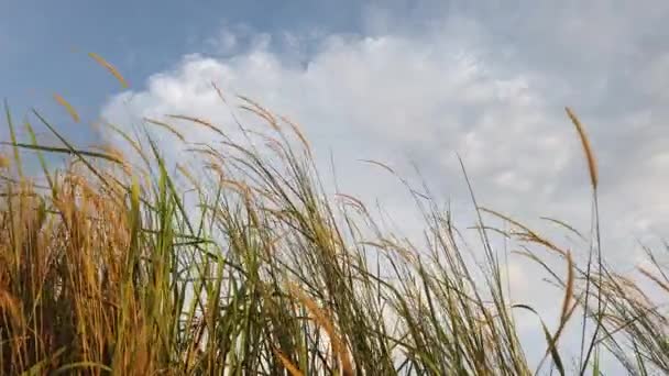 Закрыть Траву Ветру Фоне Ясного Неба — стоковое видео
