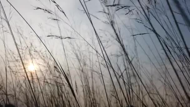 Силуэт Замедленного Движения Травы Фоне Сияющего Статического Снимка Солнца — стоковое видео