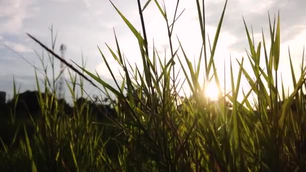 Zonneschijn Het Grassilhouet — Stockvideo