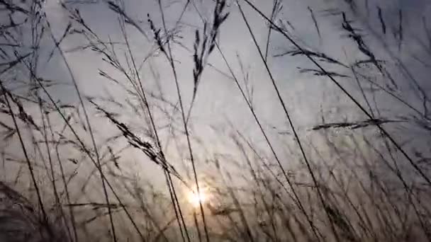 Крупным Планом Силуэт Травы Фоне Солнца — стоковое видео