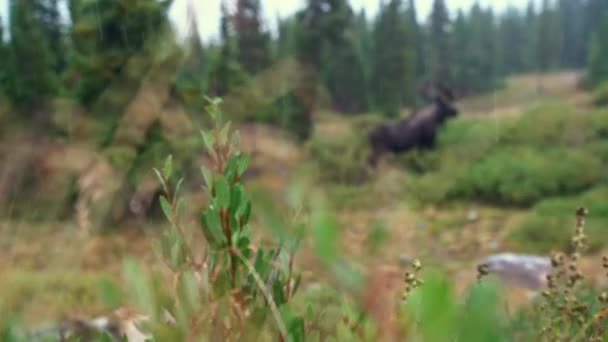 Rack Focus Large Brown Moose Standing Colorado Rocky Mountains — Stock video