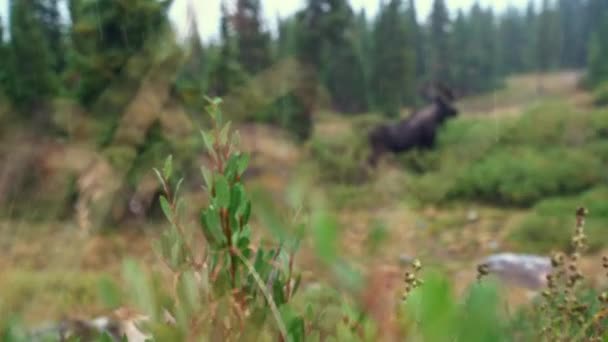 Rack Focus Large Brown Moose Standing Colorado Rocky Mountains — 비디오