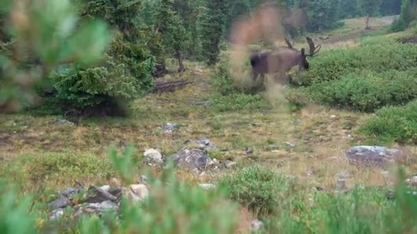 Grande Brown Moose Pascolo Colorado Rocky Montagna Erba Cespugli Sotto — Video Stock