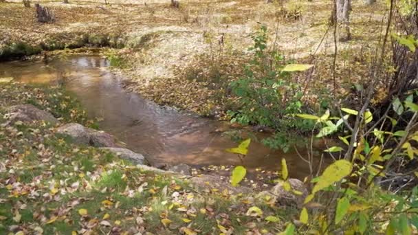 Rustige Bossen Water Creek Tijdens Gele Herfst Langzame Beweging — Stockvideo