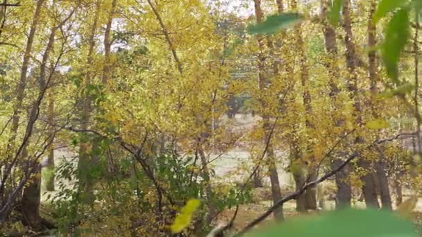 Árvores Amarelas Floresta Outono Queda Montanhas Rochosas Colorado — Vídeo de Stock