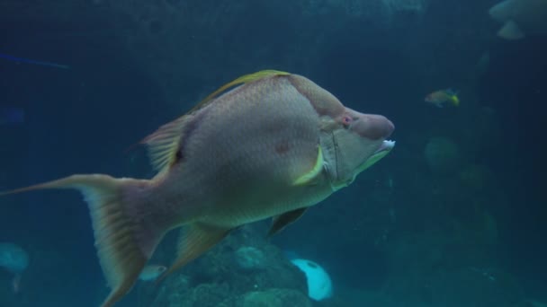 Hogfish Nuoto Nel Serbatoio Pesce Florida Acquario Tampa Bay Florida — Video Stock