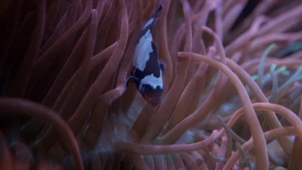 Κοινή Clownfish Στην Ανεμώνη Στο Ενυδρείο Φλόριντα Στην Τάμπα Bay — Αρχείο Βίντεο