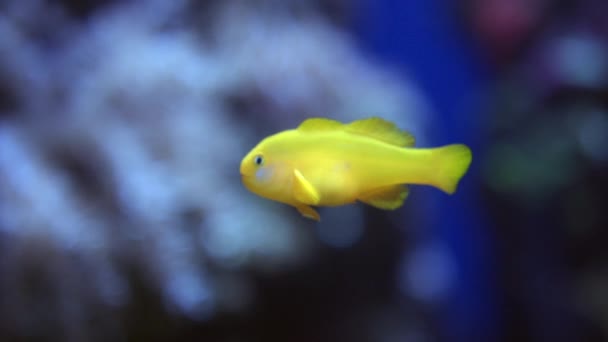 Amarelo Palhaço Goby Fish Isolado Tanque Peixes Flórida Aquário Tampa — Vídeo de Stock