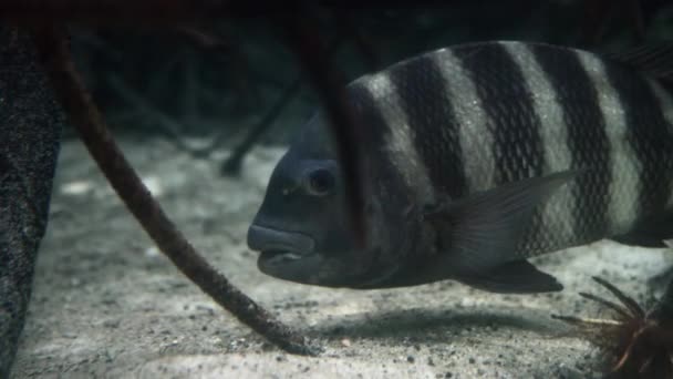Närbild Sheepshead Fisk Simning Akvariet Tampa Bay Florida Handhållen — Stockvideo