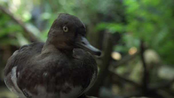 Primer Plano Pato Negro Tampa Bay Florida — Vídeo de stock