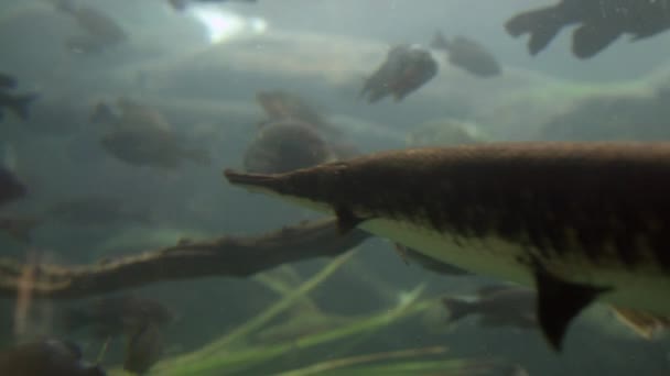 Alligatortandwiel Zwemt Een Vistank Met Andere Zeevissen Florida Aquarium Tampa — Stockvideo
