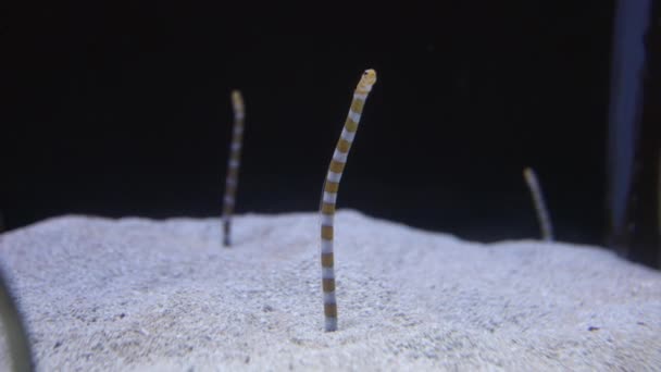 Splendid Garden Eel Protruding Sand Aquarium Tampa Bay Florida Закрийся — стокове відео