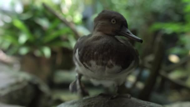 Pato Negro Sentado Una Roca Tampa Bay Florida Cerca — Vídeo de stock