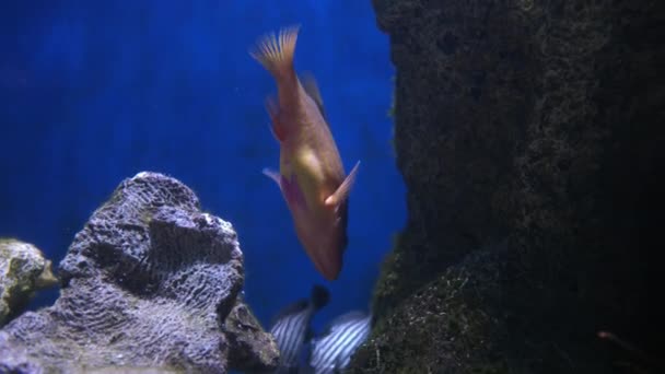 Los Peces Arrecife Nadan Sobre Los Arrecifes Coral Dentro Acuario — Vídeos de Stock