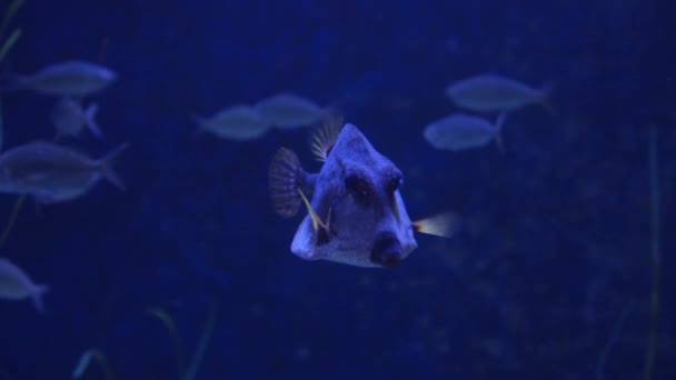 Spotted Trunkfish Lactophrys Bicaudalis Nadar Bajo Agua Acuario Tampa Bay — Vídeos de Stock