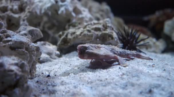 Brazilian Batfish Dwelling Sandy Bottom Fish Tank Florida Aquarium Tampa — Vídeo de Stock