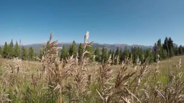 Lekki Wiatr Wieje Chwastami Ciepły Jesienny Dzień Kolorado — Wideo stockowe