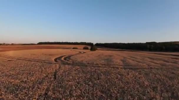 Fpv Aerial View Flat Agricultural Farming Field Golden Hour Sunlight — Wideo stockowe