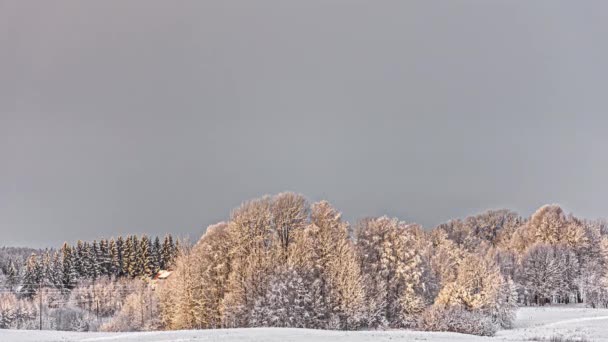 Похмурі Білі Зимові Пейзажі Складна Погода Замерзлими Деревамиweather Forecast — стокове відео