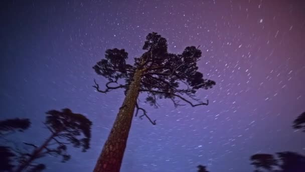 4K紫色の空のトーンの背景に木や星の時間経過 星の道夜空に一本の木の後ろにある星の時間経過4Kの映像 天の川銀河は山の上を回っています — ストック動画