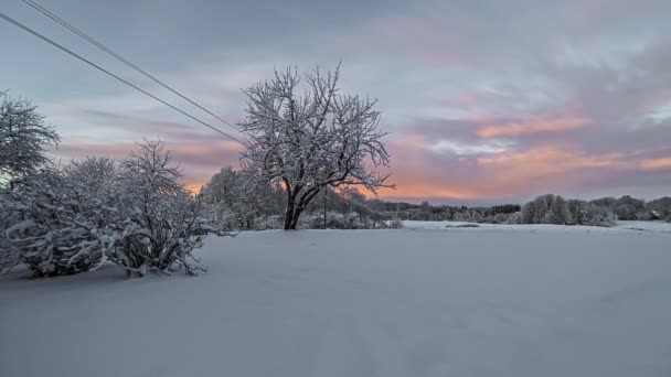 夜明けに太陽の光に照らされる雪の木 雪に覆われた冬の牧草地タイムラプス — ストック動画