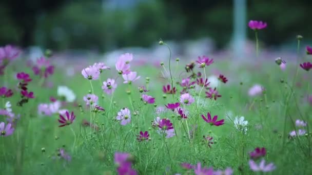 Makro Zbliżenie Nadal Strzał Białych Różowych Fioletowych Kwiatów Polu Trawy — Wideo stockowe