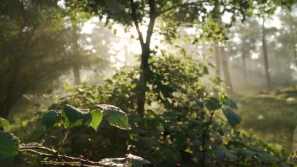 Fond Forêt Brumeux Ensoleillé Pendant Éblouissant Lever Soleil Avec Des — Video