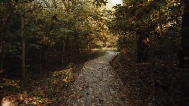 自然豊かな森林公園内の道の眺めの背景には 太陽が木々を通り 地面に落ちた葉があります — ストック動画