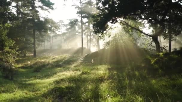 Raios Sol Celestiais Passando Por Ramos Folhas Ambiente Floresta Temperada — Vídeo de Stock