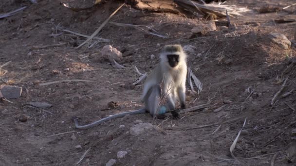 Vervet Scimmia Clorocebus Rallentatore — Video Stock