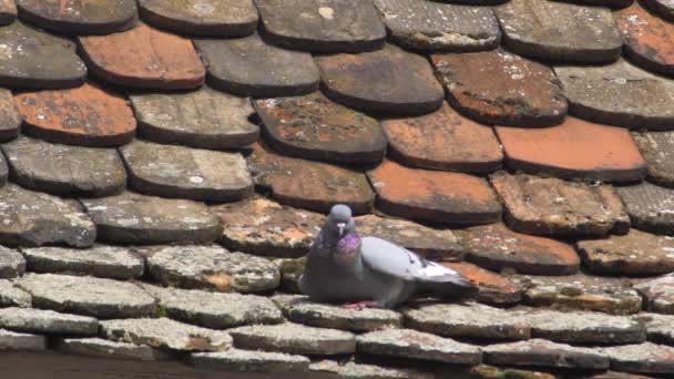 Gołąb Siedzący Dachu Starego Budynku — Wideo stockowe