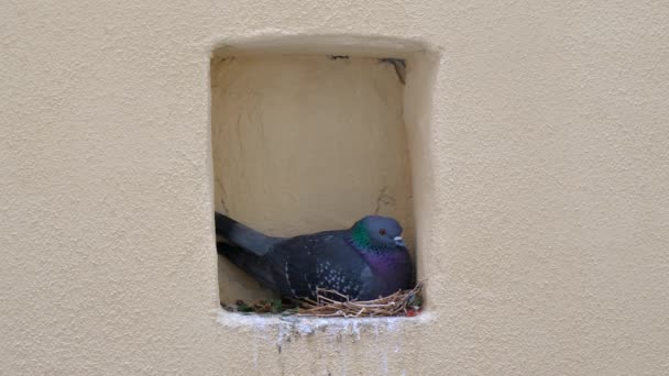 Pigeon Assis Sur Ses Œufs Dans Son Nid Dans Mur — Video