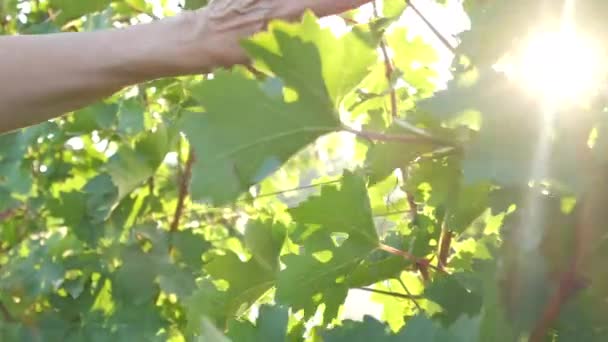 Mano Mujer Viñedo Verde Planta Agricultura Verano — Vídeos de Stock