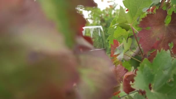 Kırmızı Şarap Kadehi Sallayan Kadın — Stok video