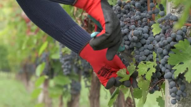 Uvas Vid Poda Por Agricultor Con Tijeras — Vídeo de stock