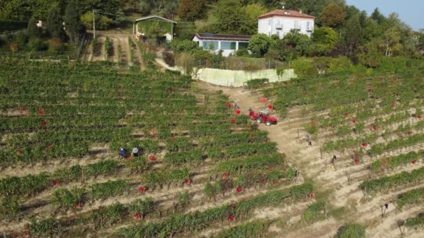Petani Memanen Anggur Kebun Anggur Merah — Stok Video
