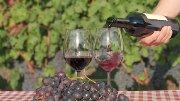 女人的手在葡萄园里慢慢地把红酒倒在玻璃杯里 — 图库视频影像