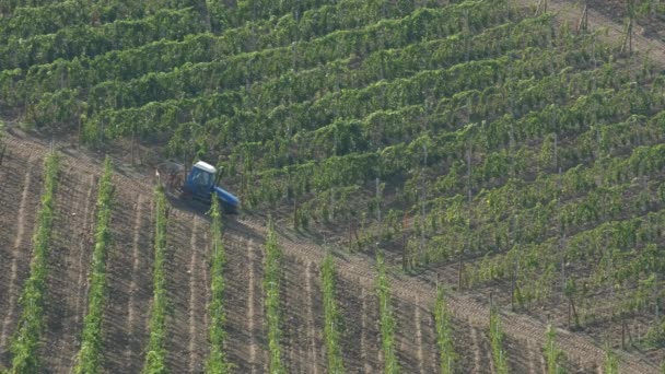 トラクター機械は ブドウ畑の農業 農薬を扱う農家の機器に取り組んでいます — ストック動画